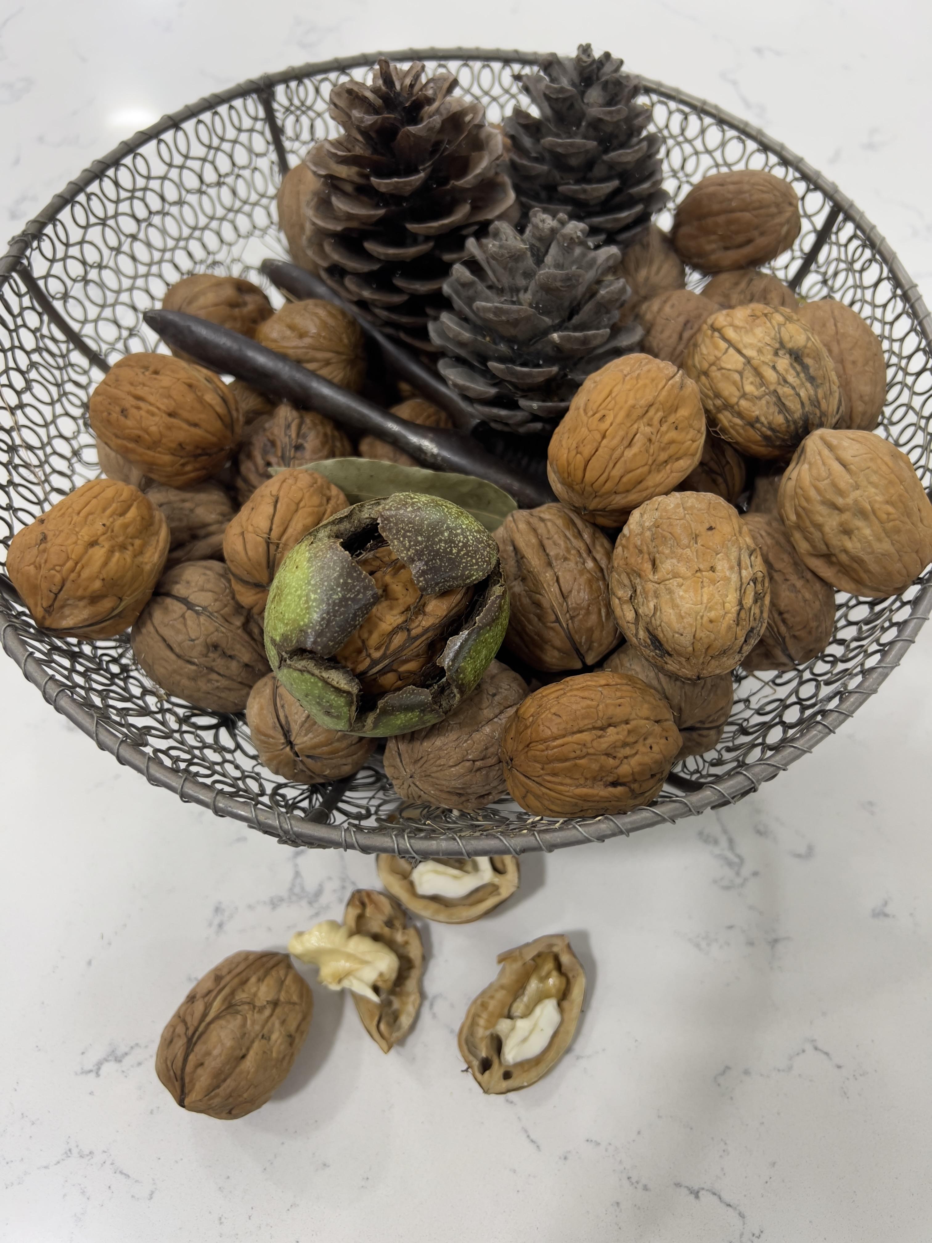 DOĞAL SOS | TAZE YAŞ CEVİZ — SINIRLI HASAT 3KG 1350 TL